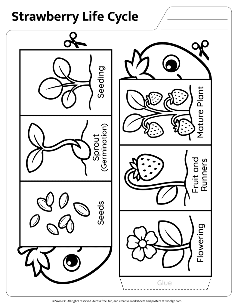 Strawberry Life Cycle Cut Out Pieces Printable strawberry life cycle pieces for cutting and assembly