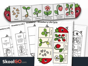 Free printable strawberry life cycle worksheet for science learning and sequencing practice
