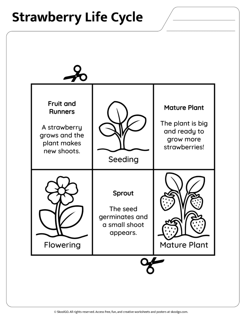 Strawberry Life Cycle Information Page One Science information page explaining sprout flowering fruit and mature strawberry plant stages