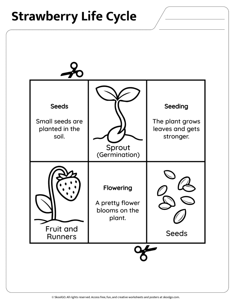Strawberry Life Cycle Information Page Two Science information page describing seeds seeding and flowering stages of the strawberry life cycle