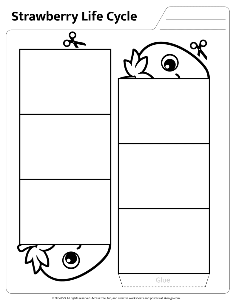 Strawberry Life Cycle Assembly Template Template page for assembling the strawberry life cycle worksheet