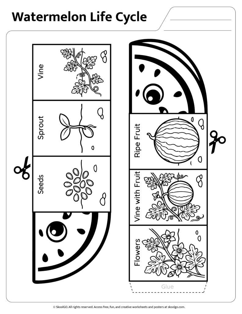 Watermelon Life Cycle Wheel Coloring Page Black and white watermelon life cycle wheel worksheet for coloring and sequencing