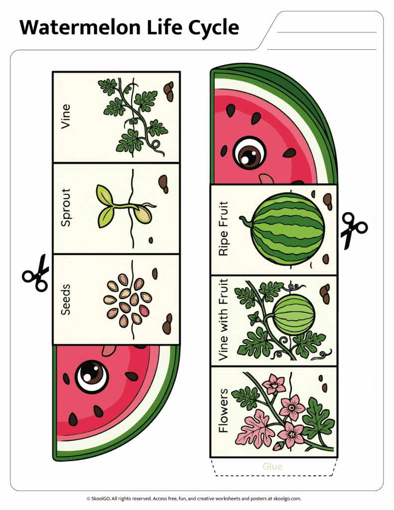 Watermelon Life Cycle Wheel Activity Color Version Color watermelon life cycle wheel showing seeds sprout vine flowers fruit and ripe watermelon