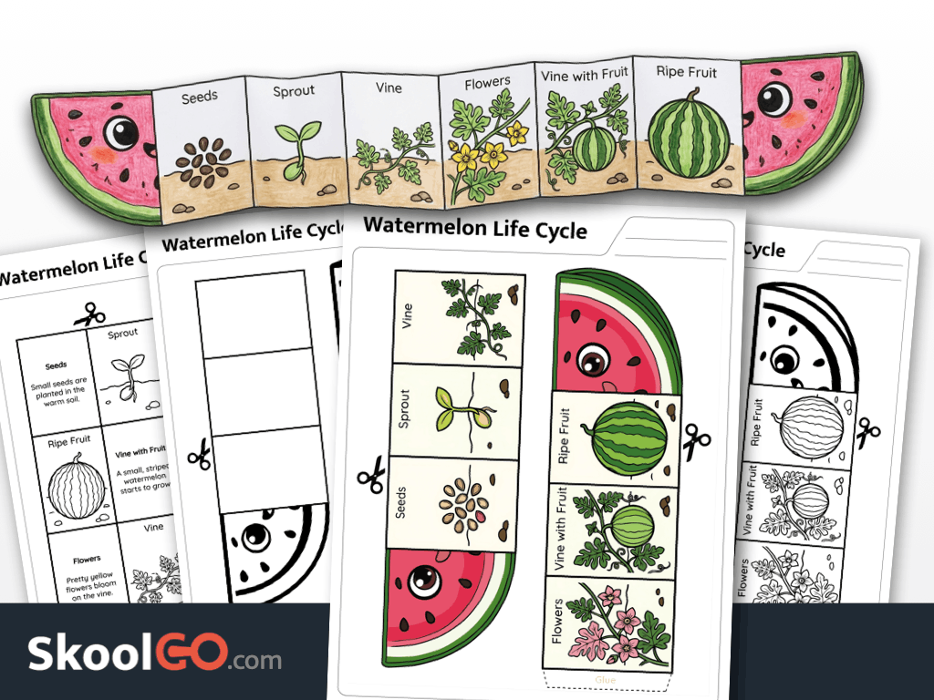 Watermelon life cycle worksheet printable PDF for sequencing and science learning