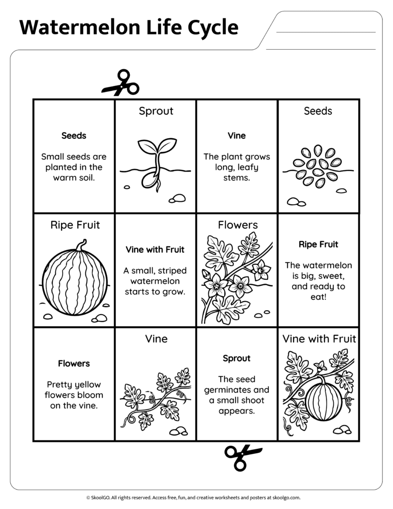 Watermelon Life Cycle Sequencing Activity Cut and paste watermelon life cycle sequencing worksheet with stage descriptions