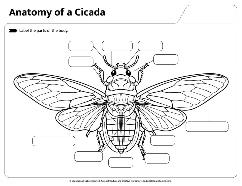 Cicada Anatomy Labeling Activity Worksheet Printable worksheet for labeling the external parts of a cicada