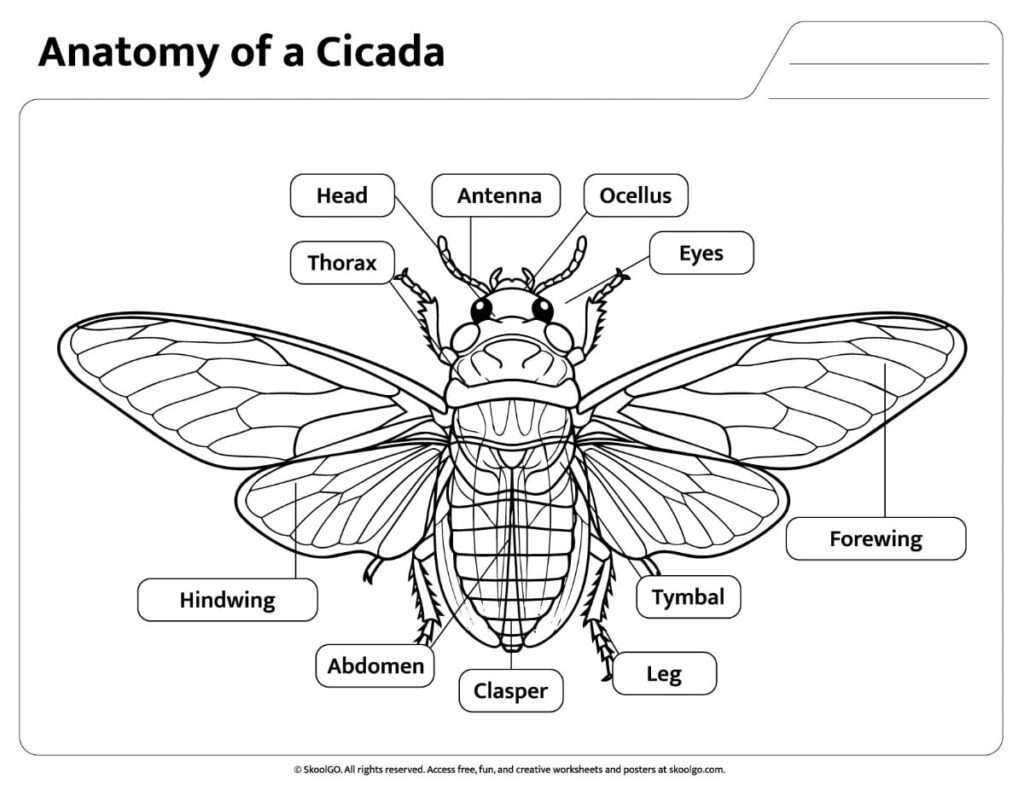 Labeled Anatomy of a Cicada Black and White Black and white labeled cicada anatomy reference worksheet