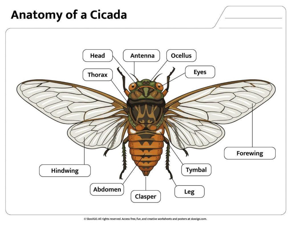 Labeled Anatomy of a Cicada Color Reference Color anatomy diagram showing labeled parts of a cicada