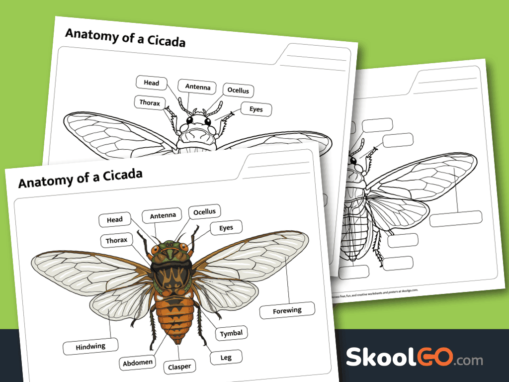 Anatomy of a Cicada Labeling Worksheet free printable PDF for elementary science