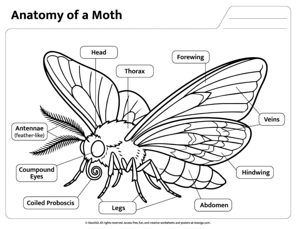 Anatomy of a Moth Black and White Reference Black and white Anatomy of a Moth Worksheet with labeled body parts