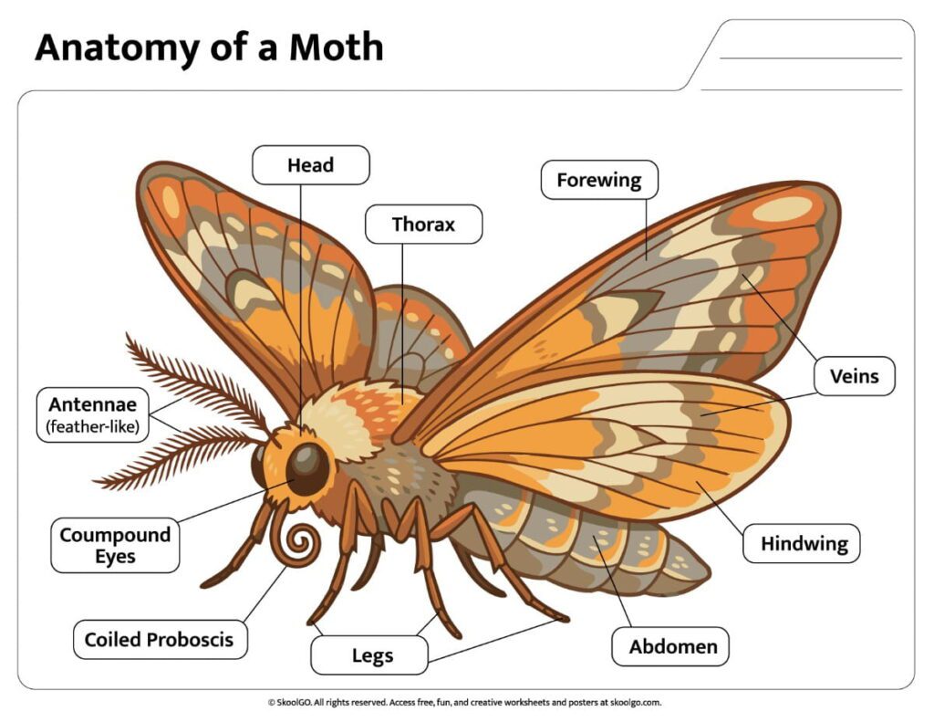 Anatomy of a Moth Color Reference Worksheet Color Anatomy of a Moth Worksheet showing labeled body parts