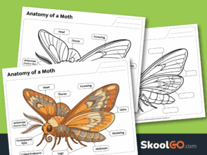 Free printable Anatomy of a Moth Worksheet for learning insect anatomy