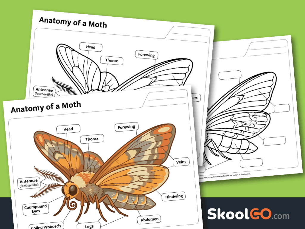 Free printable Anatomy of a Moth Worksheet for learning insect anatomy
