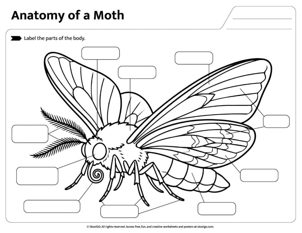 Anatomy of a Moth Labeling Activity Printable Anatomy of a Moth Worksheet with blank labels for students