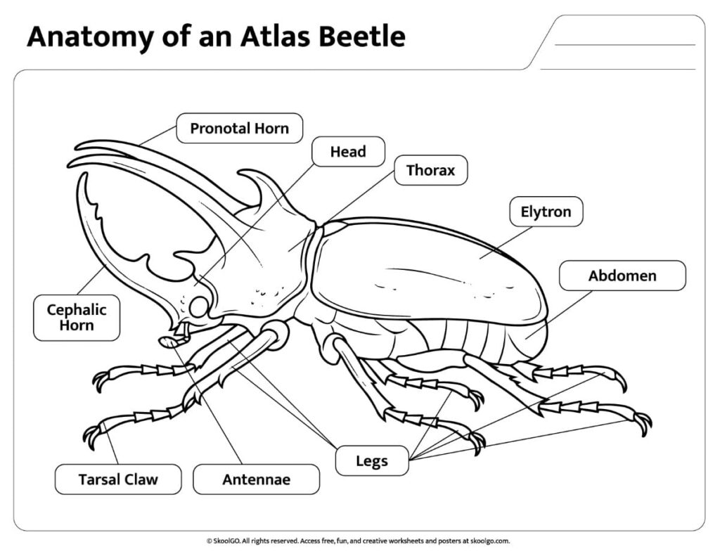 Atlas Beetle Anatomy Coloring Page Black and white labeled atlas beetle anatomy worksheet