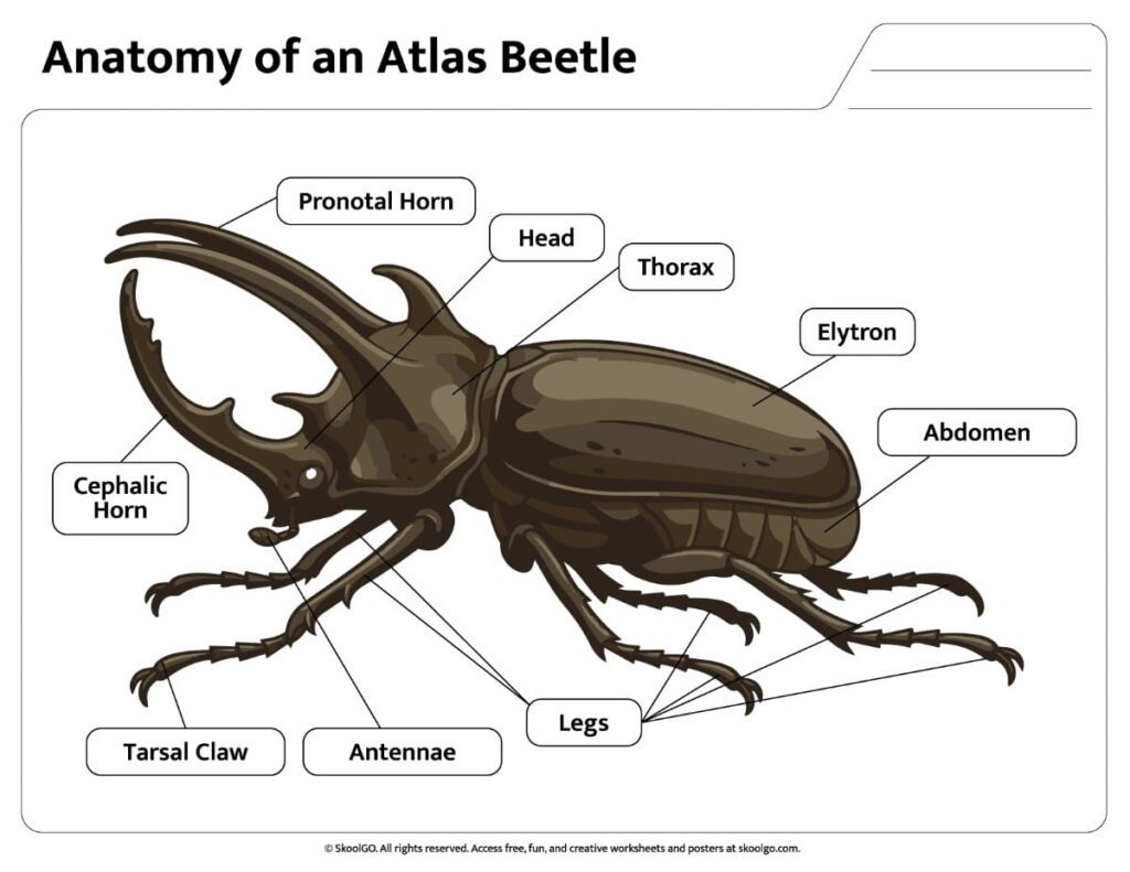 Atlas Beetle Anatomy Color Reference Labeled color atlas beetle anatomy reference page