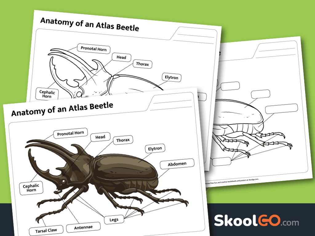 Free printable atlas beetle body parts labeling worksheet for elementary science