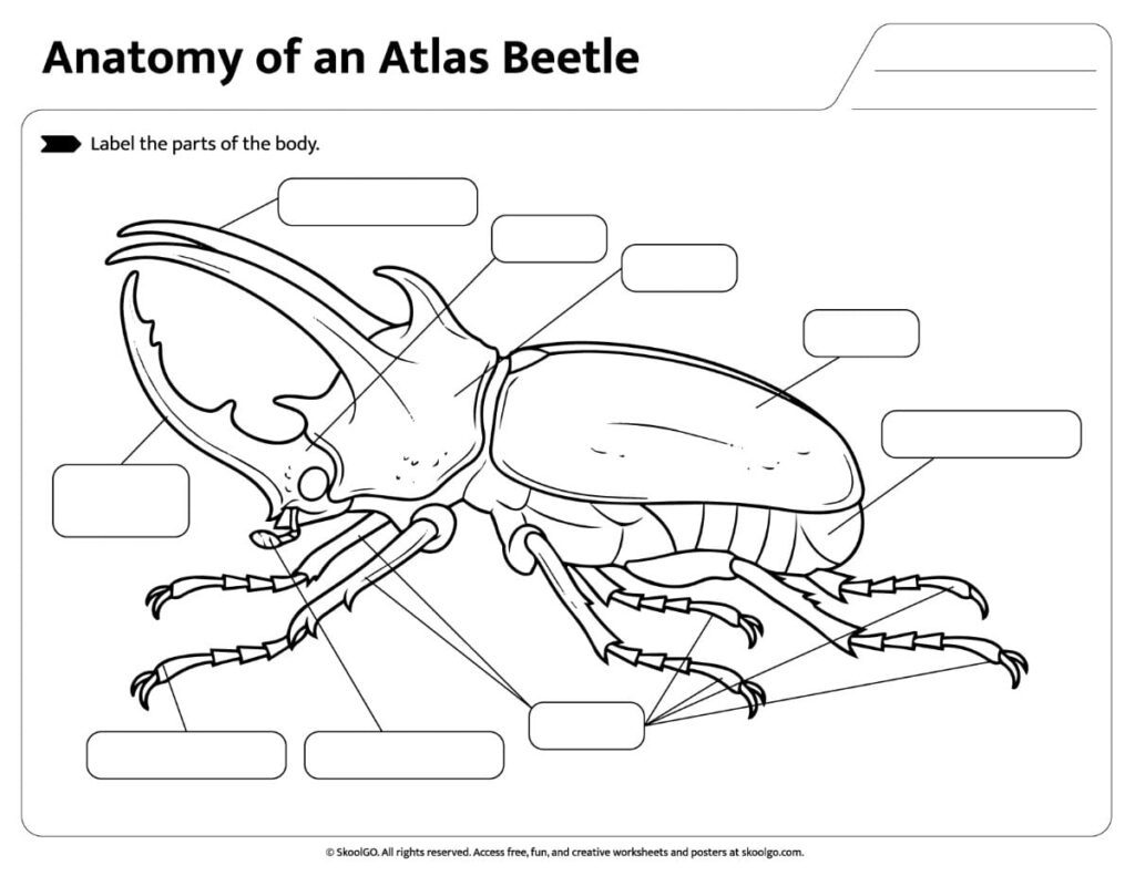 Atlas Beetle Body Parts Labeling Practice Printable atlas beetle body parts labeling practice worksheet