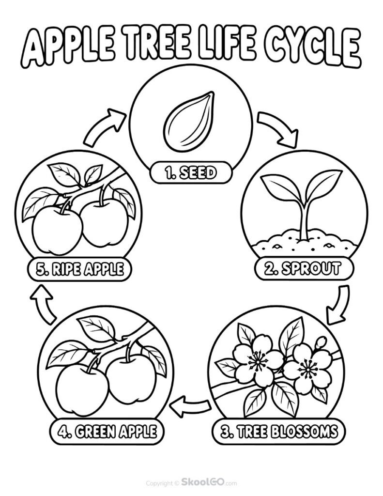 Apple Tree Life Cycle Printable - b&w Black and White Apple tree life cycle educational printable showing apple growth stages