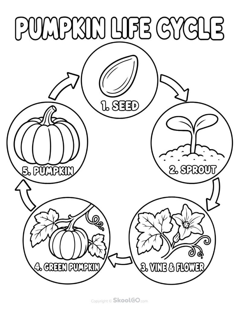 Pumpkin Life Cycle Printable - b&w Black and White Pumpkin life cycle educational printable showing pumpkin growth stages