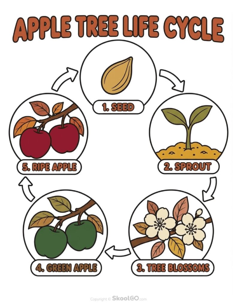 Apple Tree Life Cycle Printable Apple tree life cycle educational printable showing apple growth stages