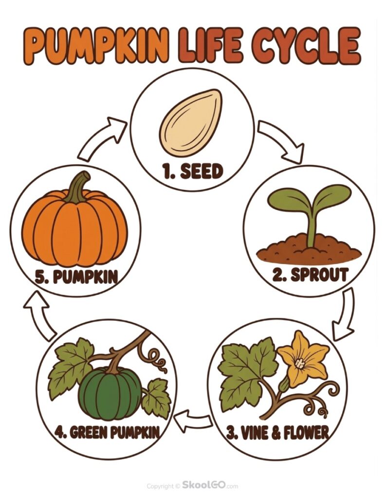 Pumpkin Life Cycle Printable Pumpkin life cycle educational printable showing pumpkin growth stages