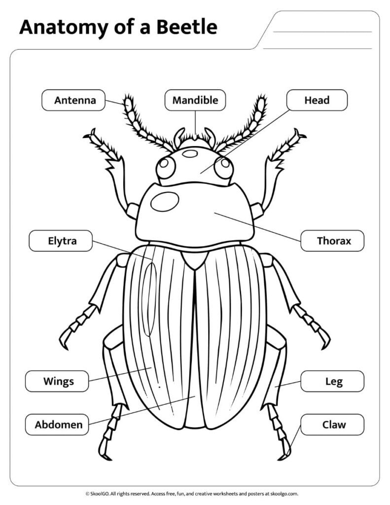 Black-and-white labeled beetle anatomy worksheet for coloring