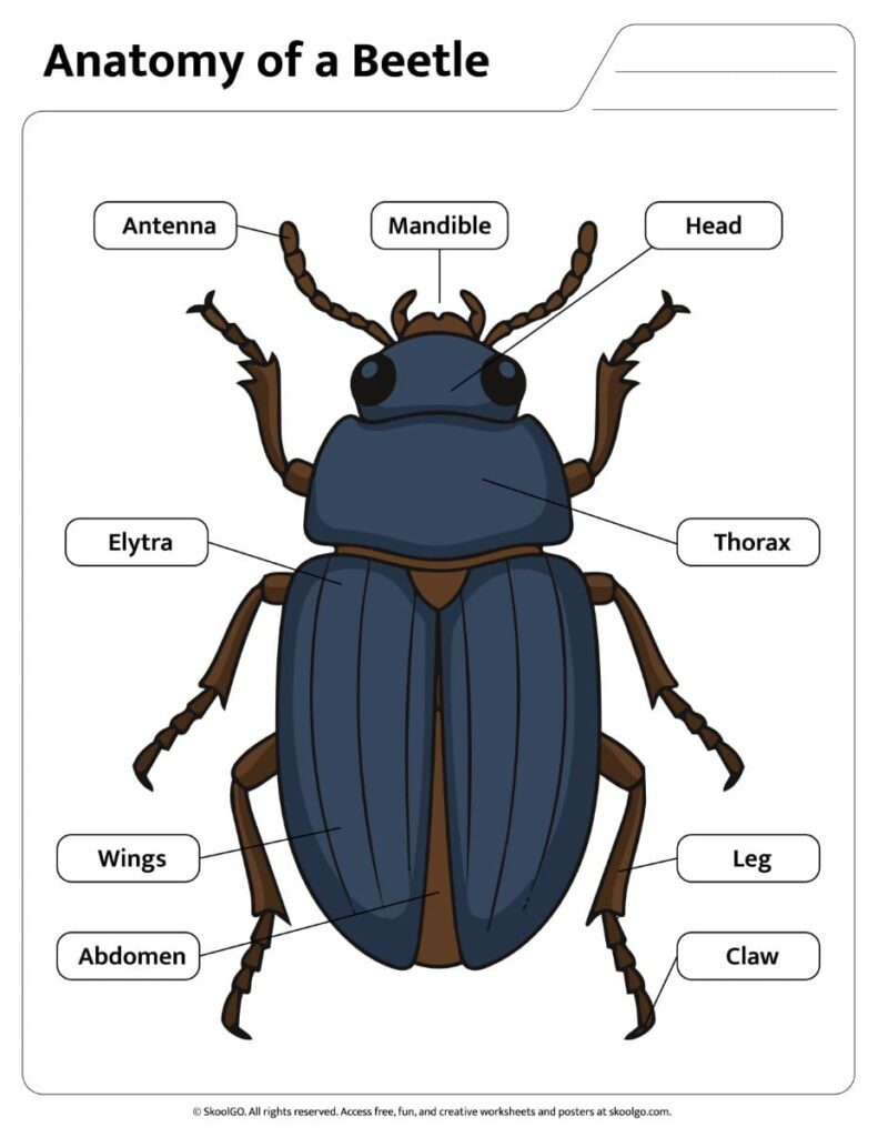 Color reference page showing labeled beetle anatomy