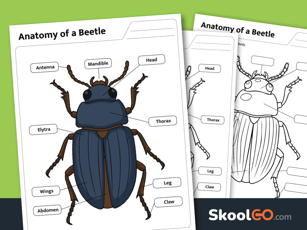 Free printable beetle anatomy labeling worksheet for elementary science