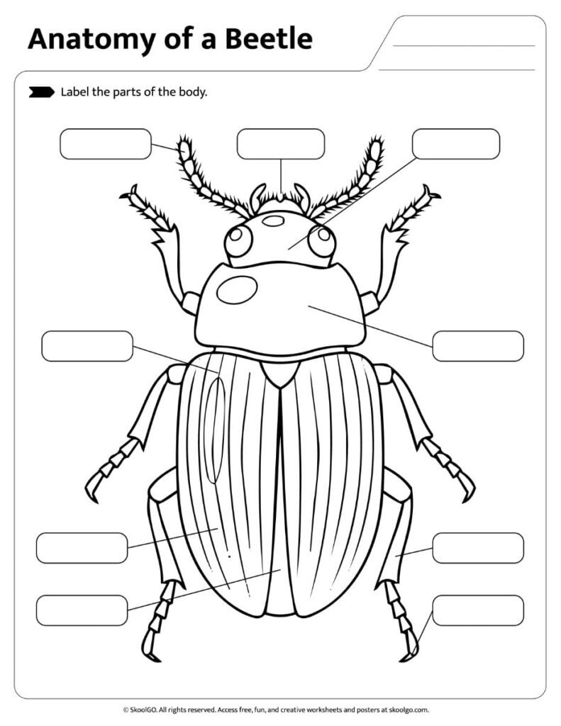 Printable beetle anatomy labeling activity with blank labels