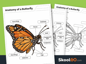 Free printable butterfly body parts worksheet for elementary science lessons