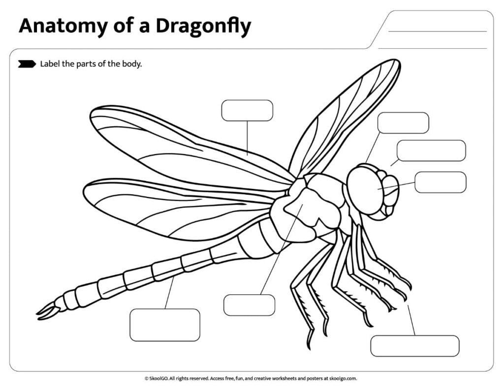 Printable dragonfly body parts worksheet with blank labels for students