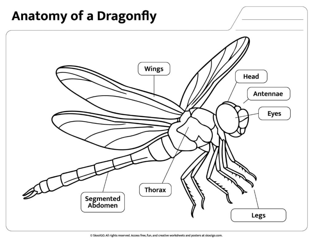 Black and white labeled dragonfly body parts worksheet for coloring