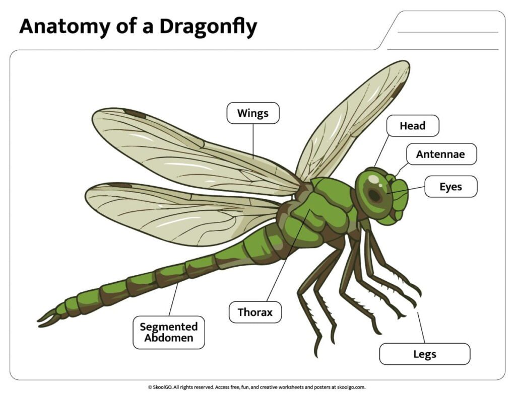 Color dragonfly anatomy reference showing labeled body parts