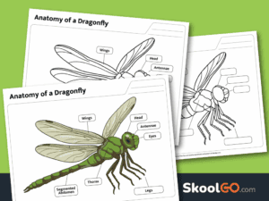 Dragonfly body parts worksheet free printable PDF for science activities