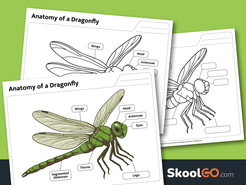 Dragonfly body parts worksheet free printable PDF for science activities