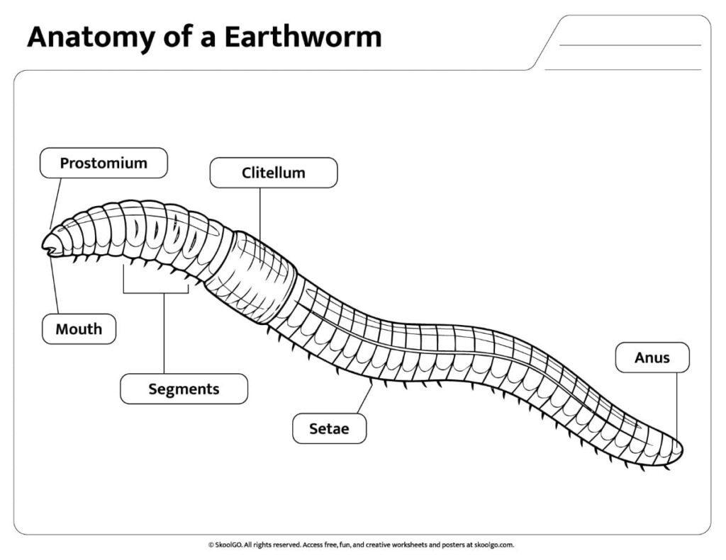 Black and white Earthworm Anatomy Worksheet with labeled body parts