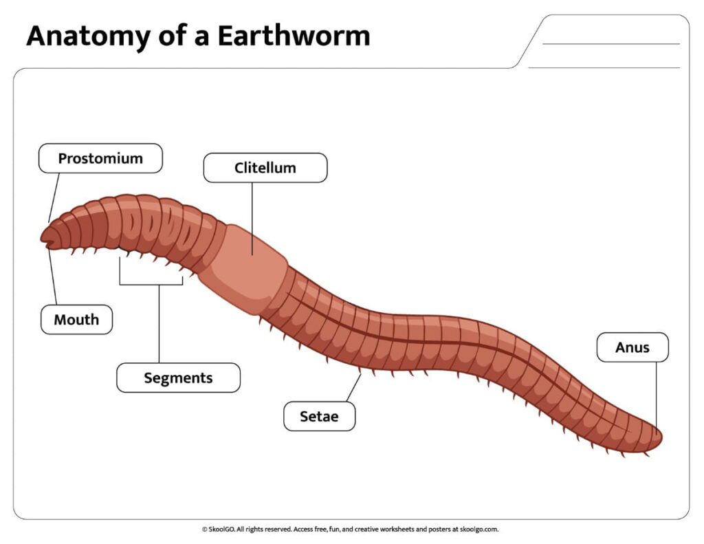 Color Earthworm Anatomy Worksheet showing labeled external body parts
