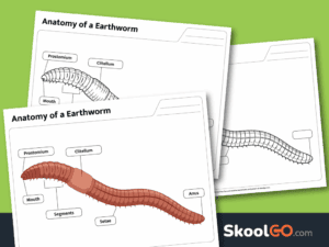Earthworm Anatomy Worksheet free printable PDF for elementary science