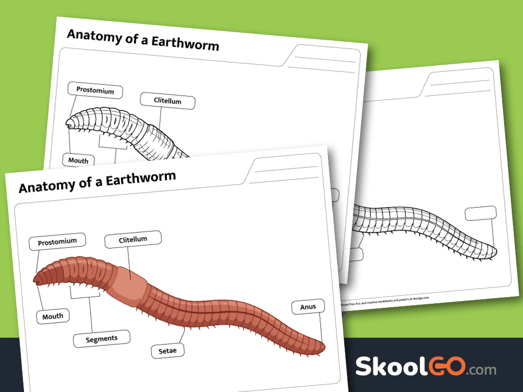 Earthworm Anatomy Worksheet free printable PDF for elementary science