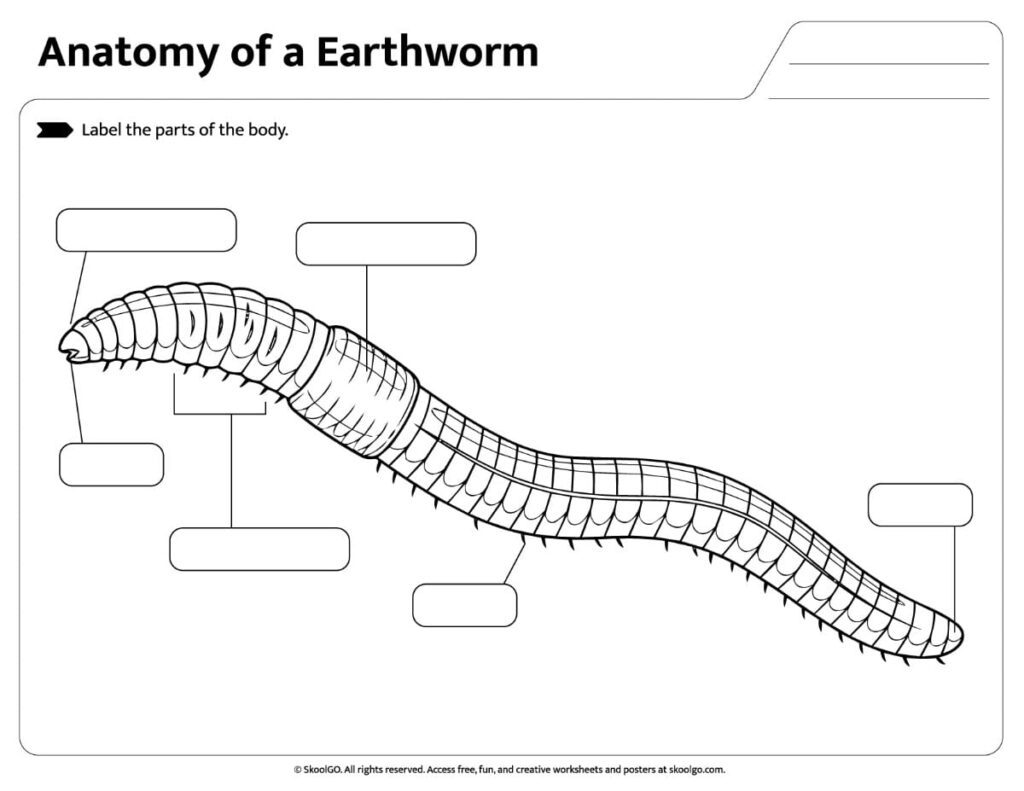 Printable Earthworm Anatomy Worksheet for labeling earthworm body parts