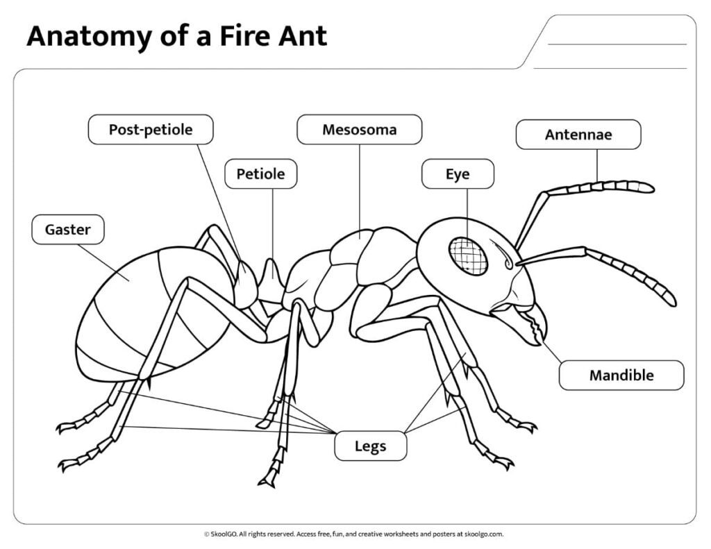 Fire Ant Body Parts Diagram – Black and White Reference Black and white fire ant anatomy reference page with labeled body parts