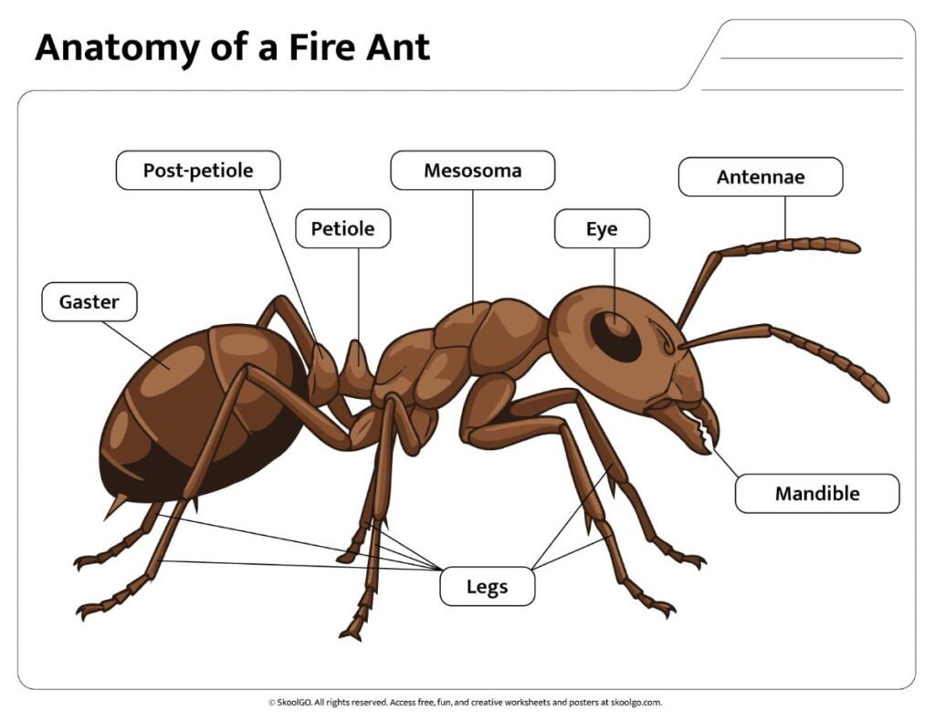 Fire Ant Body Parts Diagram – Color Reference Color fire ant body parts diagram with labeled anatomy for science learning