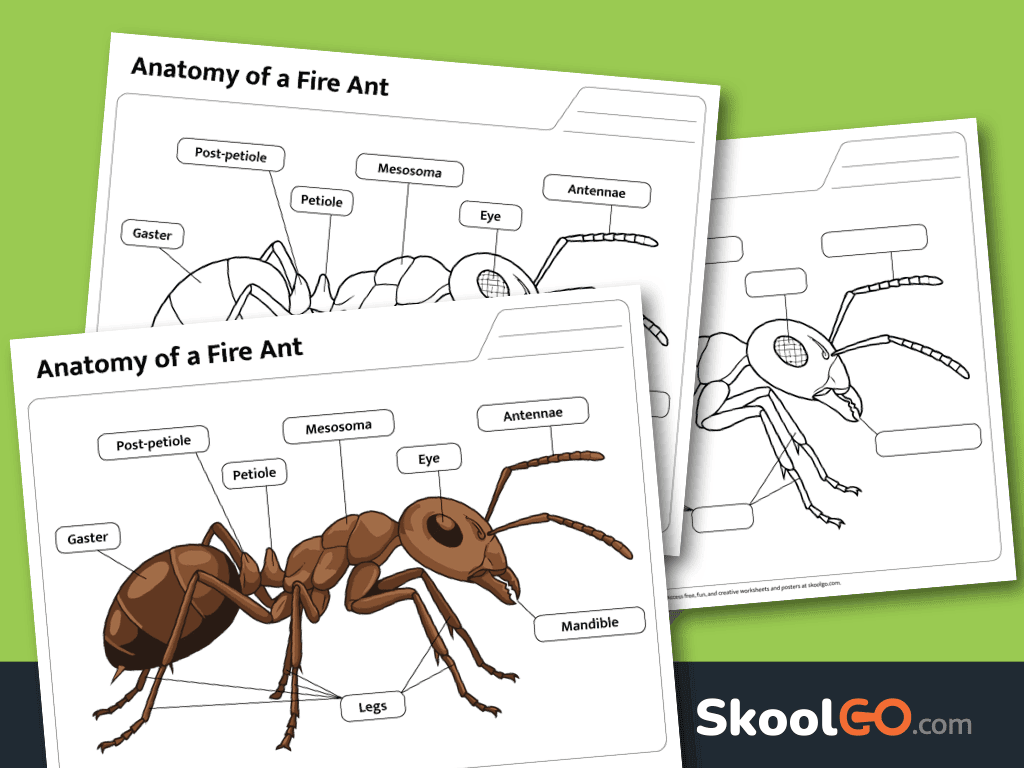 Free printable Fire Ant Body Parts Worksheet featuring insect anatomy labeling and science learning activity