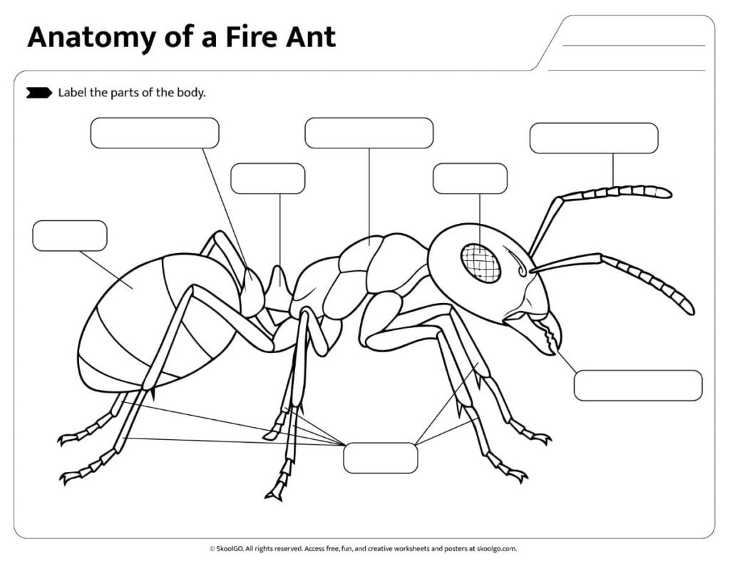 Fire Ant Body Parts Labeling Worksheet Printable Fire Ant Body Parts Worksheet for students to label insect anatomy