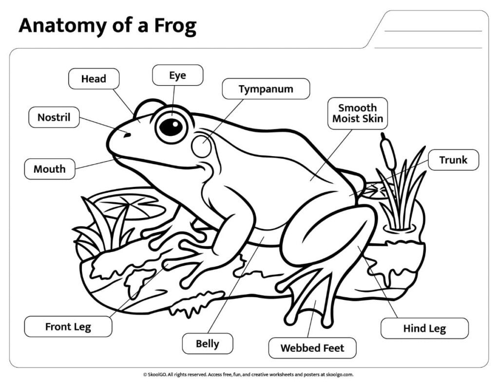 Black and White Frog Anatomy Reference Worksheet Black-and-white frog anatomy worksheet for coloring and studying frog body parts.