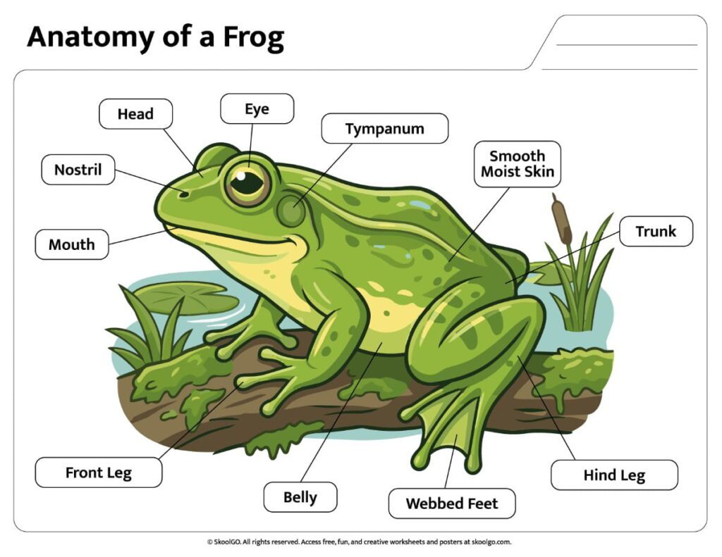 Color Frog Anatomy Reference Worksheet Color frog anatomy worksheet with labeled external body parts for science lessons.