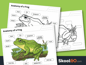 Free printable frog anatomy worksheet featuring labeled frog body parts for elementary science learning.