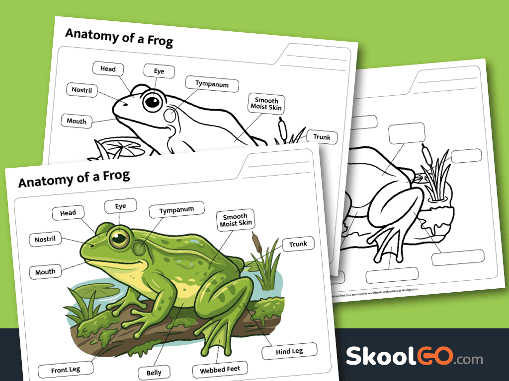 Free printable frog anatomy worksheet featuring labeled frog body parts for elementary science learning.
