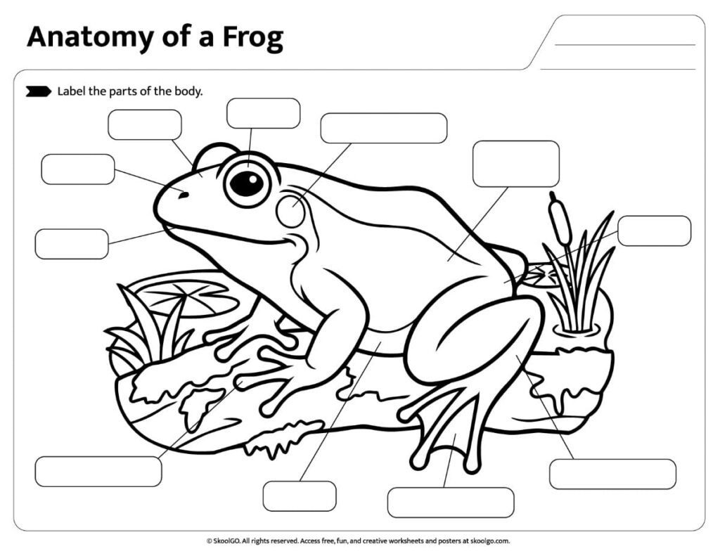 Frog Anatomy Labeling Worksheet Printable frog anatomy labeling worksheet for identifying external frog body parts.